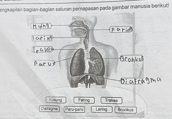 engkapilan bagian-bagian saluran pernapasan pada gambar manusia berikut! 
Hidung Faring Trakea 
Diafragma Paru-paru Laring Bronkus