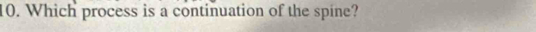 Which process is a continuation of the spine?