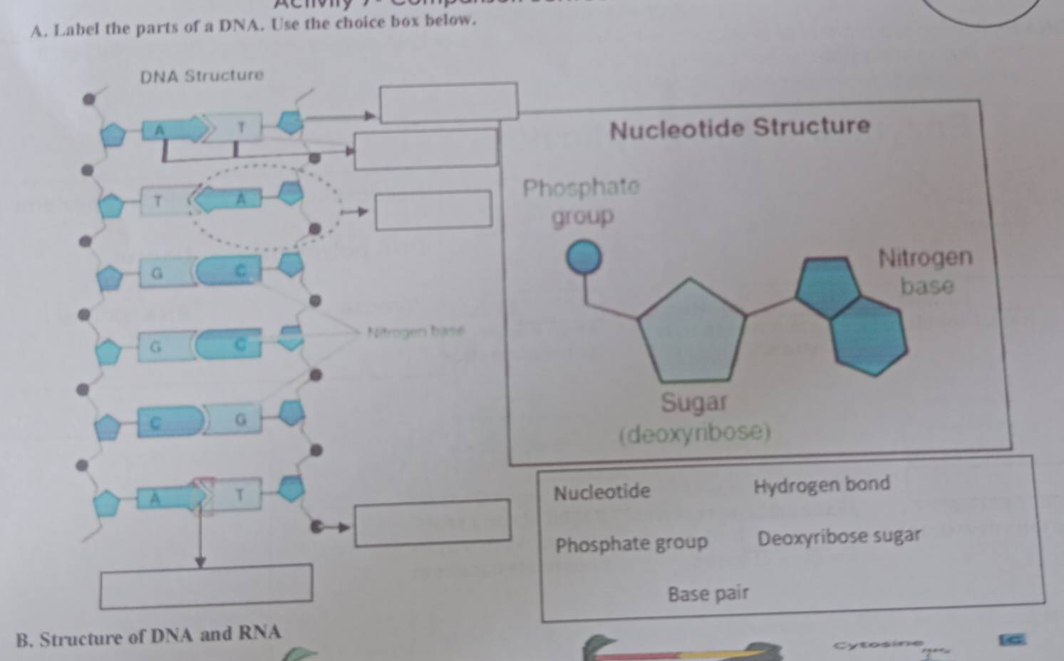 penony
A. Label the parts of a DNA. Use the choice box below.
DNA Structure
A T
T A
G C
Nitrogen base
G C
C G
A T Nucleotide Hydrogen bond
Phosphate group Deoxyribose sugar
Base pair
B. Structure of DNA and RNA
tne
Cyto