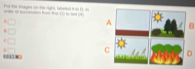 Put the images on the right, labeled A to D, in
order of succession from first (1) to last (4).
A □ 
B
B □
0 □
□

D