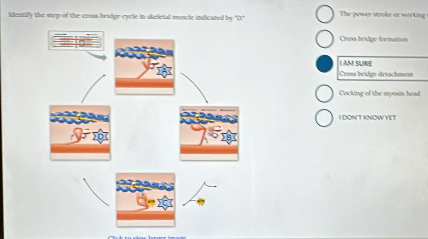 identify the step of the cruss bridge cycle in skeletal muscle indicated by "D.'
The power stroke or working
Cross bridge formation
I AM SURE
Cross bridge detachment
Cocking of the myosin head
I DON T KNOW YET