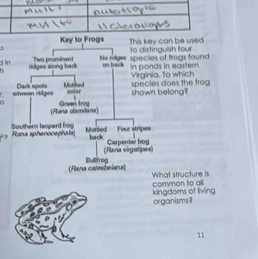 Key to Frogs This key can be used 
a 
to distinguish four 
d ln Two prominent No ridges species of frogs found 
is ridges along back on back in ponds in eastern 
Virginia. To which 
Dark spots Motiled species does the frog 
etween ridges color shown belong 
Green frog 
(Rana clamitans) 
Southern leopard frog Mottled Four stripes 
Rana sphenocephala) back 
Carpenter trog 
(Rana virgatipes) 
Bullfrog 
(Rana catesbeiana) 
What structure is 
common to all 
kingdoms of living 
organisms? 
11
