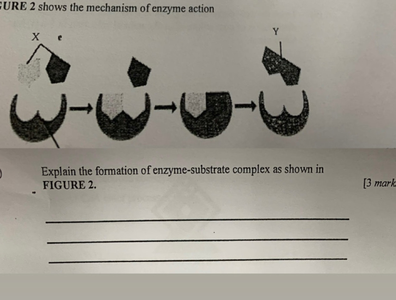 GURE 2 shows the mechanism of enzyme action 
Explain the formation of enzyme-substrate complex as shown in 
FIGURE 2. [3 mark 
_ 
_ 
_