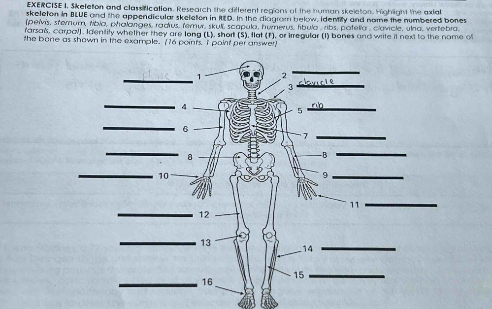 Skeleton and classification. Research the different regions of the human skeleton. Highlight the axial 
skeleton in BLUE and the appendicular skeleton in RED. In the diagram below, identify and name the numbered bones 
(pelvis, sternum, tibia, phalanges, radius, femur, skull, scapula, humerus, fibula , ribs, patella . clavicle, ulna, vertebra, 
tarsals, carpal). Identify whether they are long (L), short (S), flat (F), or irregular (I) bones and write it next to the name of 
the bone as shown in the example. (16 points, 1 point per answer)