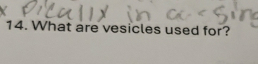 What are vesicles used for?