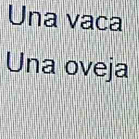 Una vaca 
Una oveja