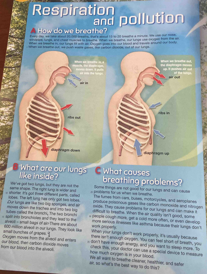 Respiration 
and pollution 
41 How do we breathe? 
Every day, we take about 20,000 breaths, that's about 15 to 20 breaths a minute. We use our nose, 
windpipe, lungs, and chest muscles to breathe. When we breathe, our lungs use oxygen from the air, 
When we breathe in, our lungs fill with air. Oxygen goes into our blood and travels around our body. 
s When we breathe out, we push waste gases, like carbon dioxide, out of our lungs. 
What are our lungs What causes 
like inside? breathing problems? 
We've got two lungs, but they are not the Some things are not good for our lungs and can cause 
same shape. The right lung is wider and xproblems for us when we breathe. 
: shorter. It's got three different parts, called The fumes from cars, buses, motorcycles, and aeroplanes 
lobes. The left lung has only got two lobes. produce poisonous gases like carbon monoxide and nitrogen 
Our lungs are like two big sponges, and air oxide. They cause problems for our lungs and can make it 
moves down the trachea and into two big difficult to breathe. When the air quality isn't good, some 
tubes called the bronchi, The two bronchi people cough more, get a cold more often, or even develop 
split into bronchioles and they lead to the more serious illnesses like asthma because their lungs don't 
alveoli - small bags of air. There are about work properly.
600 million alveoli in our lungs. They look like When your lungs don't work properly, it's usually because 
small bunches of grapes. there isn't enough oxygen. You can feel short of breath, you 
Oxygen moves from the alveoli and enters don't have enough energy, and you want to sleep more. To 
our blood, then carbon dioxide moves check this, your doctor can use a special device to measure 
from our blood into the alveoli. how much oxygen is in your blood. 
We all want to breathe cleaner, healthier, and safer 
air, so what's the best way to do this?