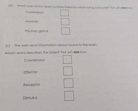 Which part of the brain controls balance when riding a bicycle? Tick (√) one box.
Cerebellum
Medulla
Pituitary gland
(c) The ears send information about sound to the brain.
Which word describes the brain? Tick (√) one box.
Coordinator
Effector
Receptor
Stimulus