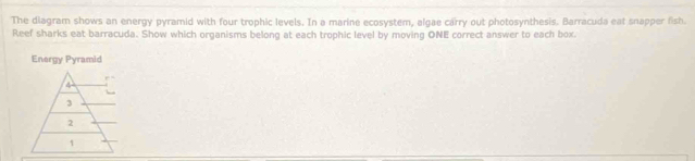 The diagram shows an energy pyramid with four trophic levels. In a marine ecosystem, algae carry out photosynthesis. Barracuda eat snapper fish.
Reef sharks eat barracuda. Show which organisms belong at each trophic level by moving ONE correct answer to each box.
Energy Pyramid
4
3
2
1