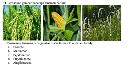 Perhatikan gambar beberapa tanaman berikut !
Tanaman - tanaman pada gambar diatas termasuk ke dalam family
a. Poaceae
b. Malvaceae
c. Papilonaceae
d. Euporbiaceae
e. Zingiberaceae