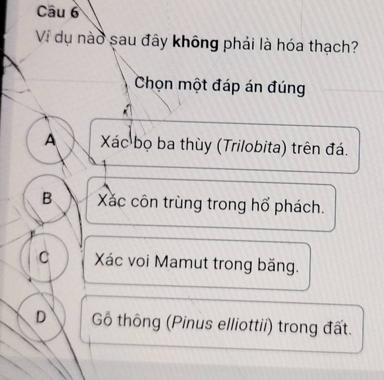 Ví dụ nào sau đây không phải là hóa thạch?
Chọn một đáp án đúng
A Xác bọ ba thùy (Trilobita) trên đá.
B Xc côn trùng trong hổ phách.
C Xác voi Mamut trong băng.
D Gồ thông (Pinus elliottii) trong đất.