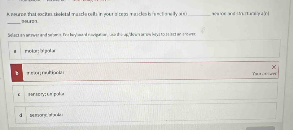 A neuron that excites skeletal muscle cells in your biceps muscles is functionally a(n) _ neuron and structurally a(n)
_neuron.
Select an answer and submit. For keyboard navigation, use the up/down arrow keys to select an answer.
a motor; bipolar
×
b motor; multipolar Your answer
C sensory; unipolar
d sensory; bipolar