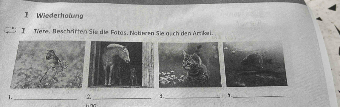 Wiederholung 
1 Tiere. Beschriften Sie die Fotos. Notieren Sie auch den Artikel. 
1._ 
2._ 
3._ 
4._ 
und