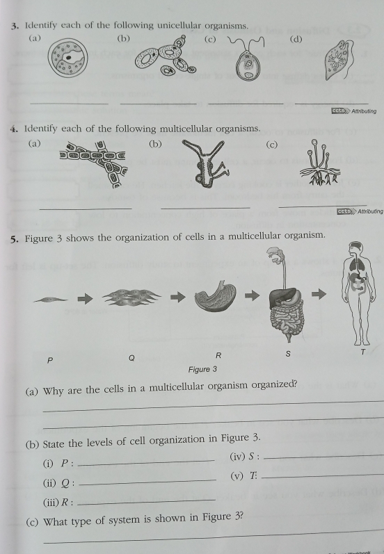 Identify each of the following unicellular organisms. 
(a)(b(c)(d) 
__ 
__ 
ct a Amnbuing 
4. Identify each of the following multicellular organisms. 
(a)(b) (c) 
_ 
_ 
_ 
otb Attributing 
5. Figure 3 shows the organization of cells in a multicellular organism. 
P 
Q 
R s 
Figure 3 
_ 
(a) Why are the cells in a multicellular organism organized? 
_ 
(b) State the levels of cell organization in Figure 3. 
(i) P: _(iv) S :_ 
(ii)Ω: _(v) T_ 
(iii)R: 
_ 
_ 
(c) What type of system is shown in Figure 3?