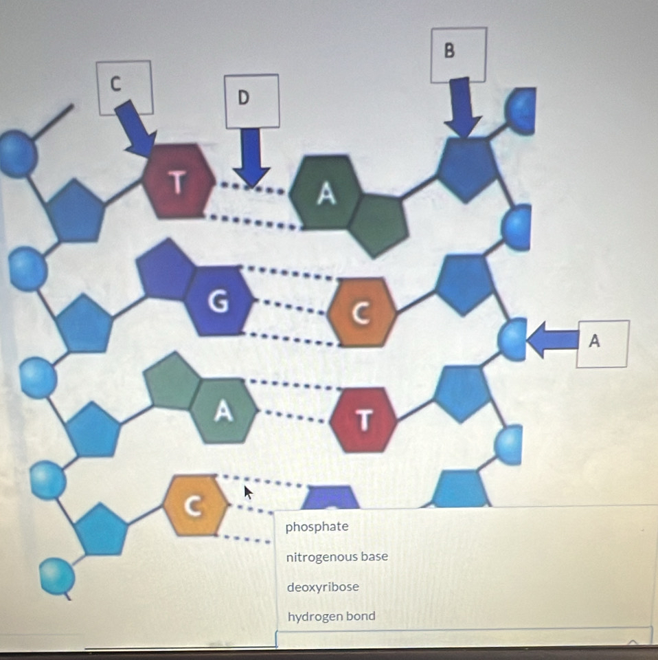 hydrogen bond