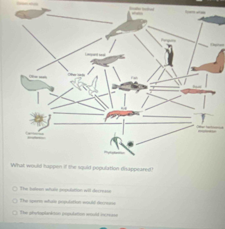 Roiadler Rooth
Diephant
The baleen whale population will decrease
The sperm whale population would decrease
The phytoplankton population would increase