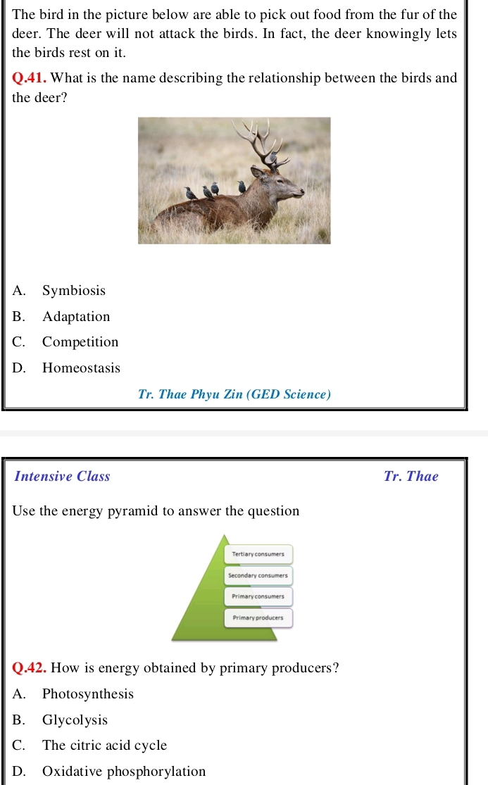 The bird in the picture below are able to pick out food from the fur of the
deer. The deer will not attack the birds. In fact, the deer knowingly lets
the birds rest on it.
Q.41. What is the name describing the relationship between the birds and
the deer?
A. Symbiosis
B. Adaptation
C. Competition
D. Homeostasis
Tr. Thae Phyu Zin (GED Science)
Intensive Class Tr. Thae
Use the energy pyramid to answer the question
Tertiary consumers
Secondary consumers
Primary consumers
Primary producers
Q.42. How is energy obtained by primary producers?
A. Photosynthesis
B. Glycolysis
C. The citric acid cycle
D. Oxidative phosphorylation