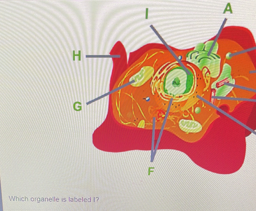 A 
Which organelle is labeled I?