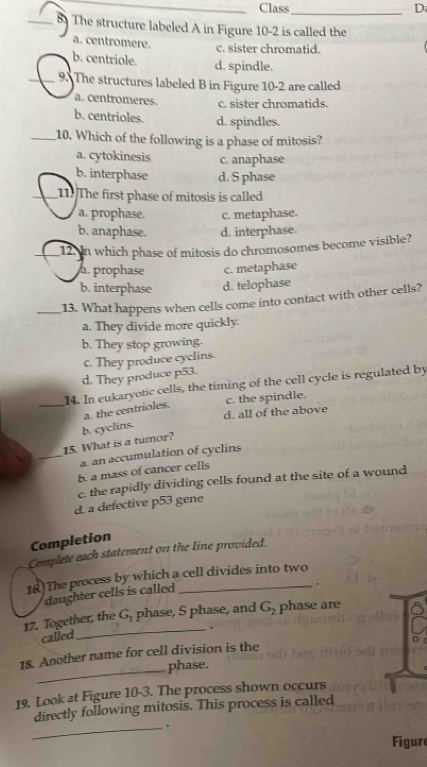 Class_ D
_8 The structure labeled A in Figure 10-2 is called the
a. centromere. c. sister chromatid.
b. centriole. d. spindle.
_9. The structures labeled B in Figure 10-2 are called
a. centromeres. c. sister chromatids.
b. centrioles. d. spindles.
_10. Which of the following is a phase of mitosis?
a. cytokinesis c. anaphase
b. interphase d. S phase
_11 The first phase of mitosis is called
a. prophase. c. metaphase.
b. anaphase. d. interphase.
_12. In which phase of mitosis do chromosomes become visible?
a. prophase c. metaphase
b. interphase d. telophase
_13. What happens when cells come into contact with other cells?
a. They divide more quickly.
b. They stop growing.
c. They produce cyclins.
d. They produce p53.
14. In eukaryotic cells, the timing of the cell cycle is regulated by
c. the spindle.
_a. the centrioles.
d. all of the above
15. What is a tumor? b. cyclins.
_a. an accumulation of cyclins
b. a mass of cancer cells
c. the rapidly dividing cells found at the site of a wound
d. a defective p53 gene
Completion
Complete each statement on the line provided.
16 The process by which a cell divides into two
daughter cells is called
.
17. Together, the G_1 phase, S phase, and G_2 phase are
_.
called
18. Another name for cell division is the
_phase.
19. Look at Figure 10-3. The process shown occurs
directly following mitosis. This process is called
_.
Figur