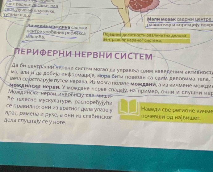 сΗих Ρадни: дисане, рад
сыа, лученье плувачке,
rytarье и дμ. Мали мозак садржи центре
Κичмена мождина садржи
Ρавноτежу и κорекциуу πоκр
центре уроених рефлекса Ποjедине делаτηосτи различиτих делова
мишиħа. централног нервног система.
ΠΕΡΦΕΡΗỤ ΗΕΡΒΗ½ CИΟΤΕΜ
Да би ценτрални нервни систем могао да уπравльа свим наведеним активностι
ма, али и да добира информациіе, мора бити повезан са свим деловима тела.
веза се остваруіе путем нерава. Из мозга полазе мождани, а из кичмене мождиι
мождински нерви. У мождане нерве сладаіу, на пример, очни и слушни нер
Μождински нерви инервишу све миши-
ħе телесне мускулатуре, распореуууħи
се правилно; они из вратног дела улазе у Наведи све регионе кичме
врат, рамена и руке, а они из слабинског почевши од наjвишег.
дела слуштаjу се у ноге.