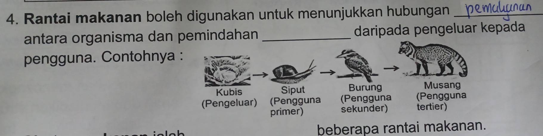 Rantai makanan boleh digunakan untuk menunjukkan hubungan_ 
antara organisma dan pemindahan _daripada pengeluar kepada 
pengguna. Contohnya : 
Kubis Siput 
Burung Musang 
(Pengeluar) (Pengguna (Pengguna (Pengguna 
primer) sekunder) tertier) 
beberapa rantai makanan.