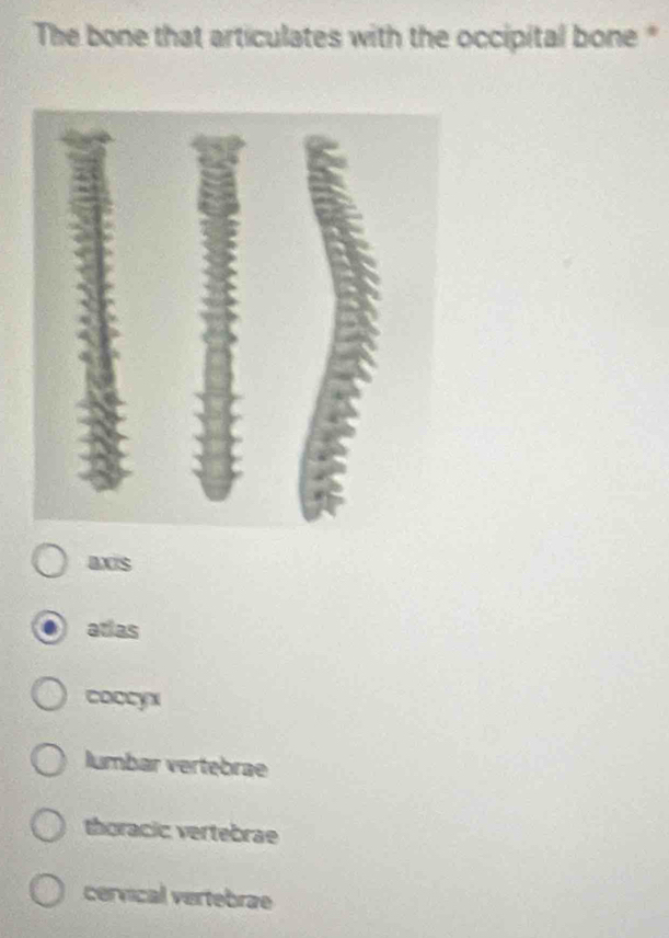 The bone that articulates with the occipital bone "
axs
atias
coccyx
lumbar vertebrae
thoracic vertebrae
cervical vertebrae