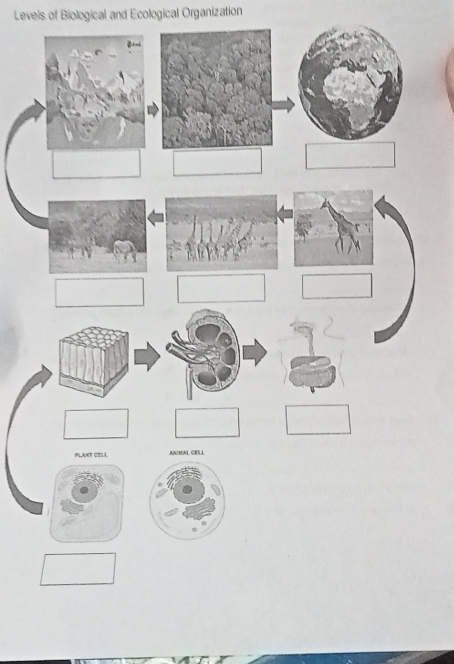 Levels of Biological and Ecological Organization 
PLANT CELL ANIMAL GELL