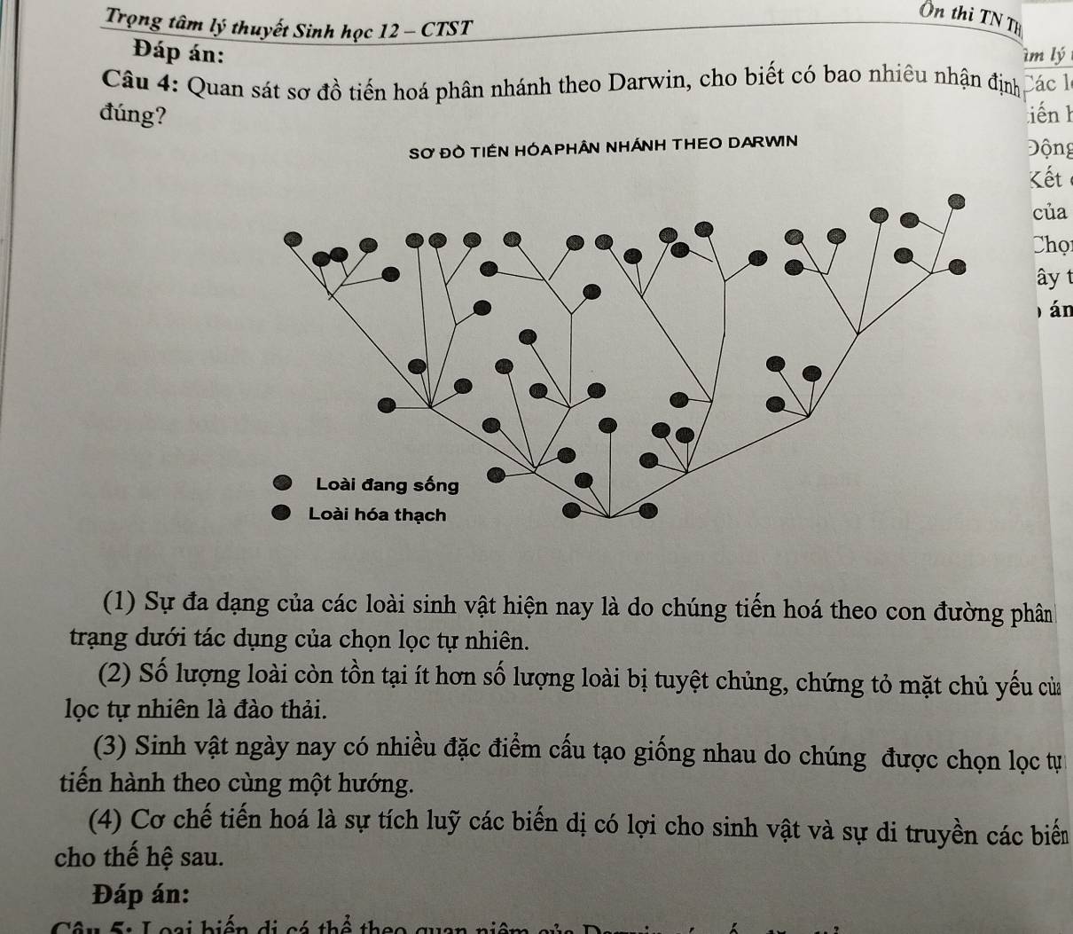 Ôn thi TN Th 
Trọng tâm lý thuyết Sinh học 12 - CTST 
Đáp án: ìm lý 
Câu 4: Quan sát sơ đồ tiến hoá phân nhánh theo Darwin, cho biết có bao nhiêu nhận định Các 1 
đúng? tiên k 
Sơ ĐO TIÉN HÓAPHÂN NHÁNH THEO DARWN Động 
Kết 
của 
Chọ 
ây t 
) án 
(1) Sự đa dạng của các loài sinh vật hiện nay là do chúng tiến hoá theo con đường phân 
trạng dưới tác dụng của chọn lọc tự nhiên. 
(2) Số lượng loài còn tồn tại ít hơn số lượng loài bị tuyệt chủng, chứng tỏ mặt chủ yếu của 
lọc tự nhiên là đào thải. 
(3) Sinh vật ngày nay có nhiều đặc điểm cấu tạo giống nhau do chúng được chọn lọc tự 
tiến hành theo cùng một hướng. 
(4) Cơ chế tiến hoá là sự tích luỹ các biến dị có lợi cho sinh vật và sự di truyền các biển 
cho thế hệ sau. 
Đáp án: 
Loại hiến di có thể th