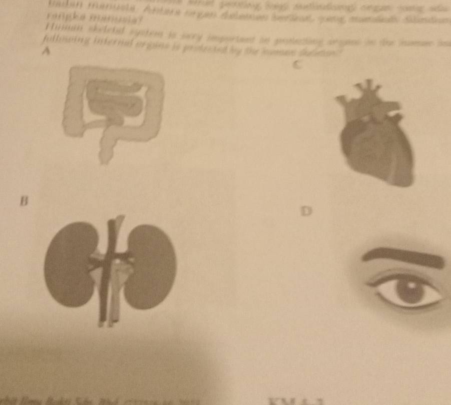 ei sut deg ose a 
rangka manucia? 
Himan skeletal system is sery important on penucting argans on the humae ao 
fullnwing internal orgins is protected by the human sulation . 
A 
B 
D