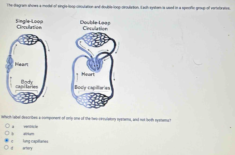 Solved: The diagram shows a model of single-loop circulation and double ...