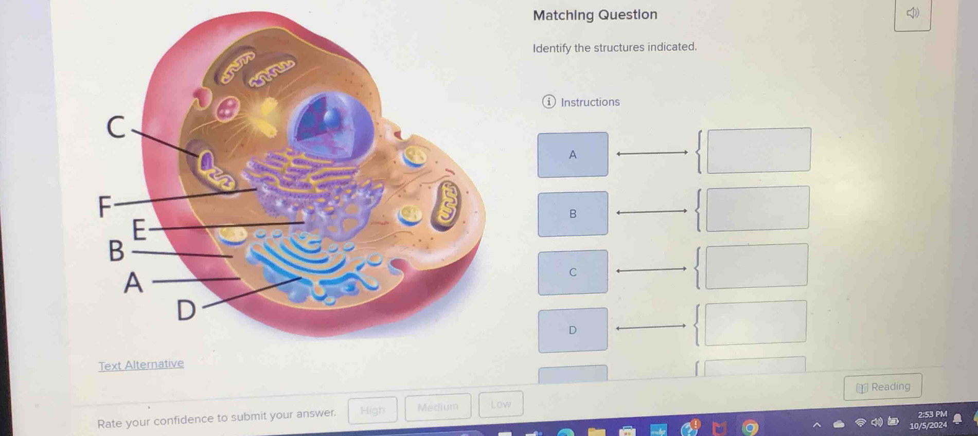 Matching Question
Identify the structures indicated.
Instructions
A
B
C
D
￥ Reading
Rate your confidence to submit your answer. High Medium Low
2:53 PM