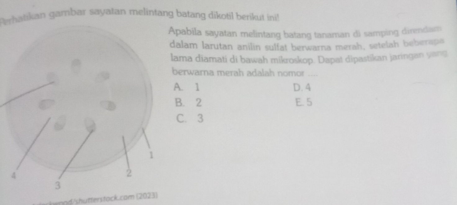 Perhatikan gambar sayatan melintang batang dikotil berikut ini!
pabila sayatan melintang batang tanaman di samping direndam
alam larutan anilin sulfat berwarna merah, setelah beberapa
ama diamati di bawah mikroskop. Dapat dipastikan jaringan yang
berwarna merah adalah nomor ....
A. 1 D. 4
B. 2 E. 5
C. 3
wpod/shutterstock.com (2023)