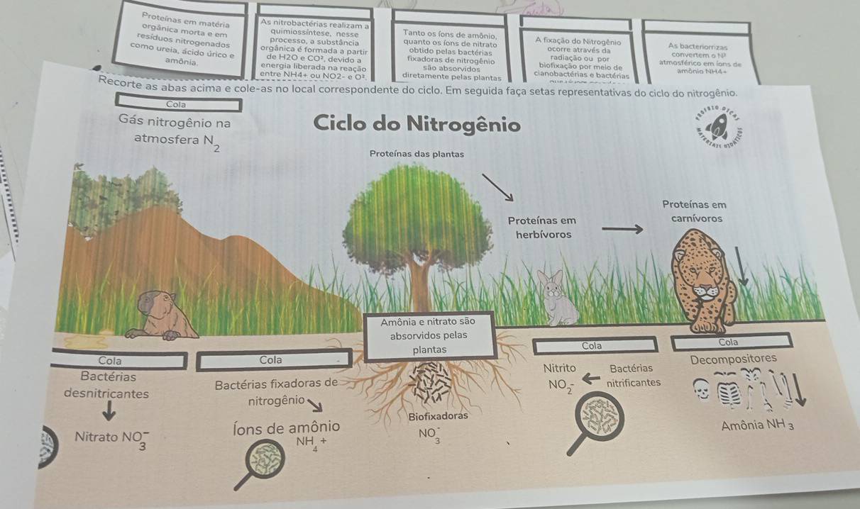 Proteínas em matéria
orgânica morta e em
quimiossíntese, nesse
As nitrobactérias realizam a Tanto os íons de amônio, A fixação do Nitrogênio As bacteriorrizas
resíduos nitrogenados
processo, a substância quanto os íons de nitrato ocorre através da convertem o NP
obtido pelas bactérias
como ureia, ácido úrico e amônia
orgânica é formada a partir  fixadoras de nitrogênio biofixação por meio de radiação ou por atmosférico em íons de
de H2O e CO², devido a
energia liberada na reação são absorvidos amônio NH4-
entre NH4+ ou NO2- e O² diretamente pelas plantas cianobactérias e bactérias
Recorte as abas acima e cole-as no local correspondente do ciclo. Em seguida faça setas representativas do ciclo do nitrogênio
.