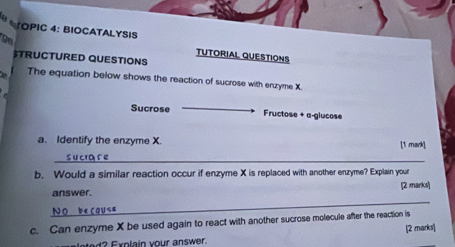 CTOPIC 4: BIOCATALYSIS 
ge 
TUTORIAL QUESTIONS 
TRUCTURED QUESTIONS 
The equation below shows the reaction of sucrose with enzyme X. 
C 
Sucrose _Fructose + α -glucose 
a、 Identify the enzyme X. [1 mark] 
_ 
b. Would a similar reaction occur if enzyme X is replaced with another enzyme? Explain your 
_ 
answer. [2 marks] 
c. Can enzyme X be used again to react with another sucrose molecule after the reaction is 
d plain your answer. [2 marks]