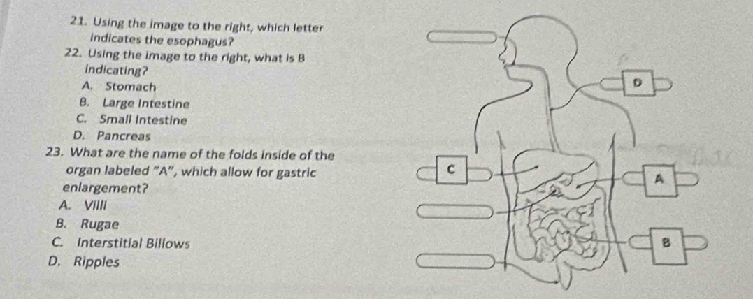 Using the image to the right, which letter
indicates the esophagus?
22. Using the image to the right, what is B
indicating?
A. Stomach
B. Large Intestine
C. Small Intestine
D. Pancreas
23. What are the name of the folds inside of the
organ labeled “ A ”, which allow for gastric
enlargement?
A. Villi
B. Rugae
C. Interstitial Billows
D. Ripples