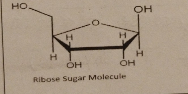 Ribose Sugar Molecu