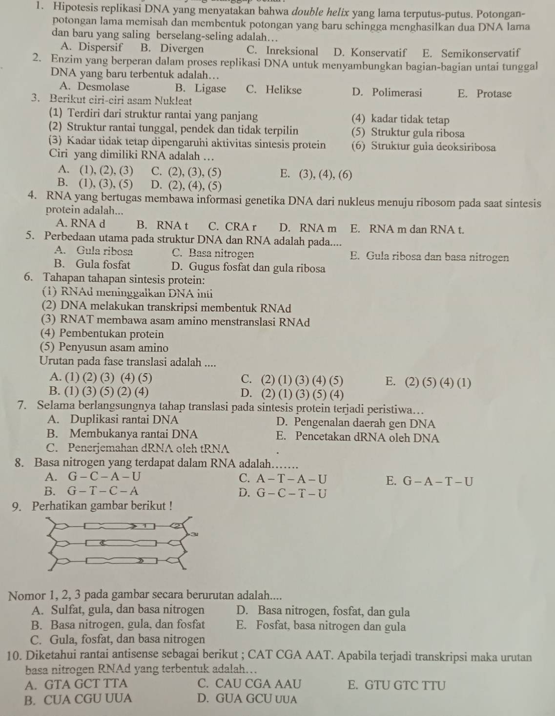 Hipotesis replikasi DNA yang menyatakan bahwa double helix yang lama terputus-putus. Potongan-
potongan lama memisah dan membentuk potongan yang baru sehingga menghasilkan dua DNA lama
dan baru yang saling berselang-seling adalah…
A. Dispersif B. Divergen C. Inreksional D. Konservatif E. Semikonservatif
2. Enzim yang berperan dalam proses replikasi DNA untuk menyambungkan bagian-bagian untai tunggal
DNA yang baru terbentuk adalah…
A. Desmolase B. Ligase C. Helikse D. Polimerasi E. Protase
3. Berikut ciri-ciri asam Nukleat
(1) Terdiri dari struktur rantai yang panjang (4) kadar tidak tetap
(2) Struktur rantai tunggal, pendek dan tidak terpilin (5) Struktur gula ribosa
(3) Kadar tidak tetap dipengaruhi aktivitas sintesis protein (6) Struktur gula deoksiribosa
Ciri yang dimiliki RNA adalah …
A. (1), (2), (3) C. (2), (3), (5) E. (3), (4), (6)
B. (1), (3), (5) D. (2), (4), (5)
4. RNA yang bertugas membawa informasi genetika DNA dari nukleus menuju ribosom pada saat sintesis
protein adalah...
A. RNA d B. RNA t C. CRA r D. RNA m E. RNA m dan RNA t.
5. Perbedaan utama pada struktur DNA dan RNA adalah pada....
A. Gula ribosa C. Basa nitrogen E. Gula ribosa dan basa nitrogen
B. Gula fosfat D. Gugus fosfat dan gula ribosa
6. Tahapan tahapan sintesis protein:
(1) RNAd meninggalkan DNA inti
(2) DNA melakukan transkripsi membentuk RNAd
(3) RNAT membawa asam amino menstranslasi RNAd
(4) Pembentukan protein
(5) Penyusun asam amino
Urutan pada fase translasi adalah ....
A. (1) (2) (3) (4) (5) C. (2) (1) (3) (4) (5) E. (2) (5) (4) (1)
B. (1) (3) (5) (2) (4) D. (2) (1) (3) (5) (4)
7. Selama berlangsungnya tahap translasi pada sintesis protein terjadi peristiwa…
A. Duplikasi rantai DNA D. Pengenalan daerah gen DNA
B. Membukanya rantai DNA E. Pencetakan dRNA oleh DNA
C. Penerjemahan dRNA oleh tRNA
8. Basa nitrogen yang terdapat dalam RNA adalah……
A. G-C-A-U C. A-T-A-U
E. G-A-T-U
B. G-T-C-A D. G-C-T-U
9. Perhatikan gambar berikut !
Nomor 1, 2, 3 pada gambar secara berurutan adalah....
A. Sulfat, gula, dan basa nitrogen D. Basa nitrogen, fosfat, dan gula
B. Basa nitrogen, gula, dan fosfat E. Fosfat, basa nitrogen dan gula
C. Gula, fosfat, dan basa nitrogen
10. Diketahui rantai antisense sebagai berikut ; CAT CGA AAT. Apabila terjadi transkripsi maka urutan
basa nitrogen RNAd yang terbentuk adalah…
A. GTA GCT TTA C. CAU CGA AAU E. GTU GTC TTU
B. CUA CGU UUA D. GUA GCU uUA