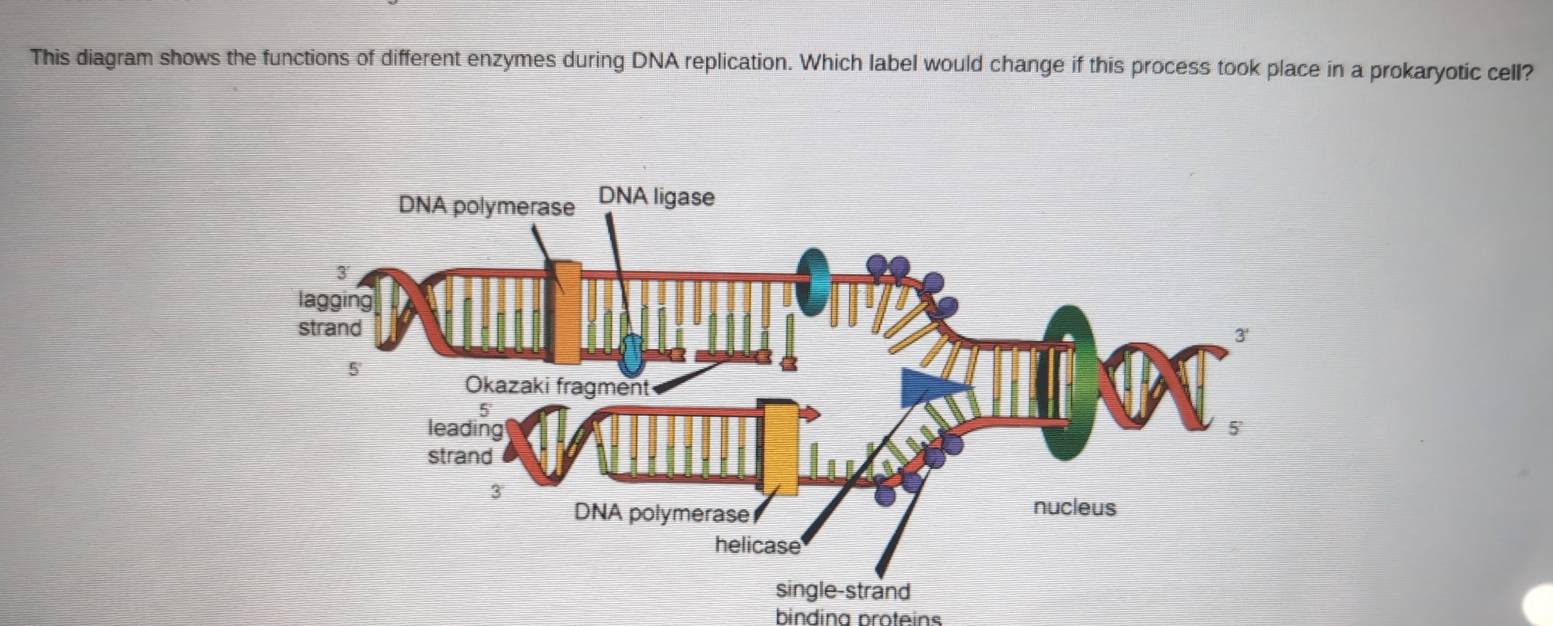 Solved: This diagram shows the functions of different enzymes during ...