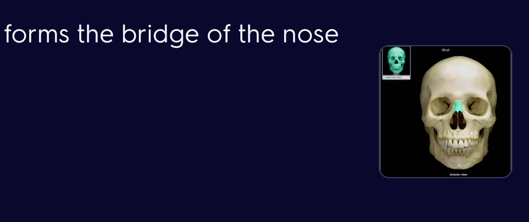 forms the bridge of the nose