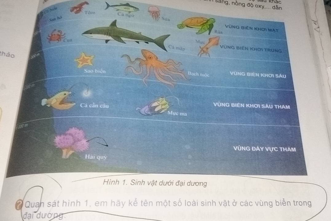 Sau khác 
Il Sang, nồng độ oxy,... dẫn 
thảo 
* Quan sát hình 1, em hãy kể tên một số loài sinh vật ở các vùng biển trong 
đại dường