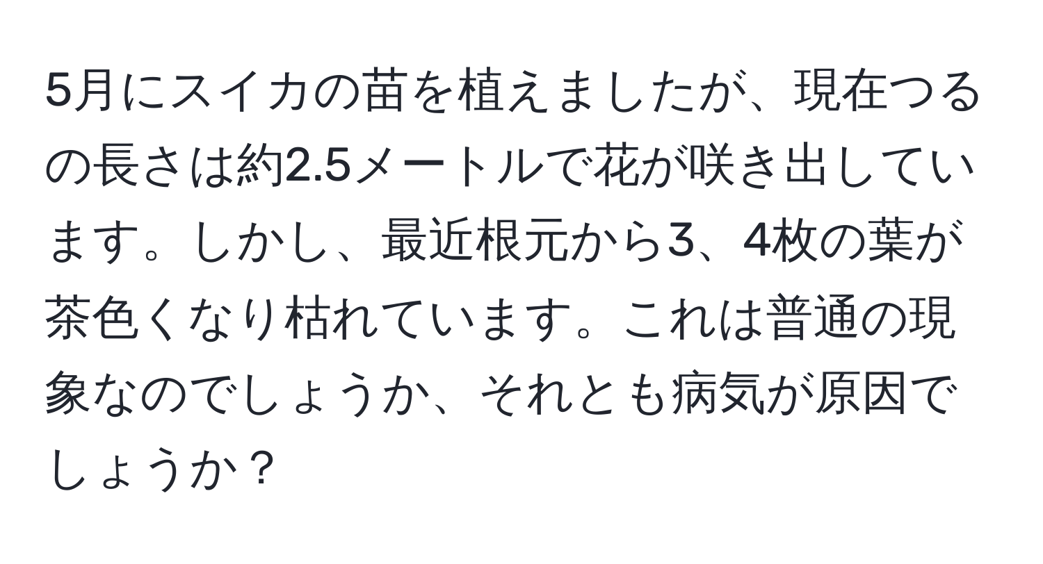 5月にスイカの苗を植えましたが、現在つるの長さは約2.5メートルで花が咲き出しています。しかし、最近根元から3、4枚の葉が茶色くなり枯れています。これは普通の現象なのでしょうか、それとも病気が原因でしょうか？