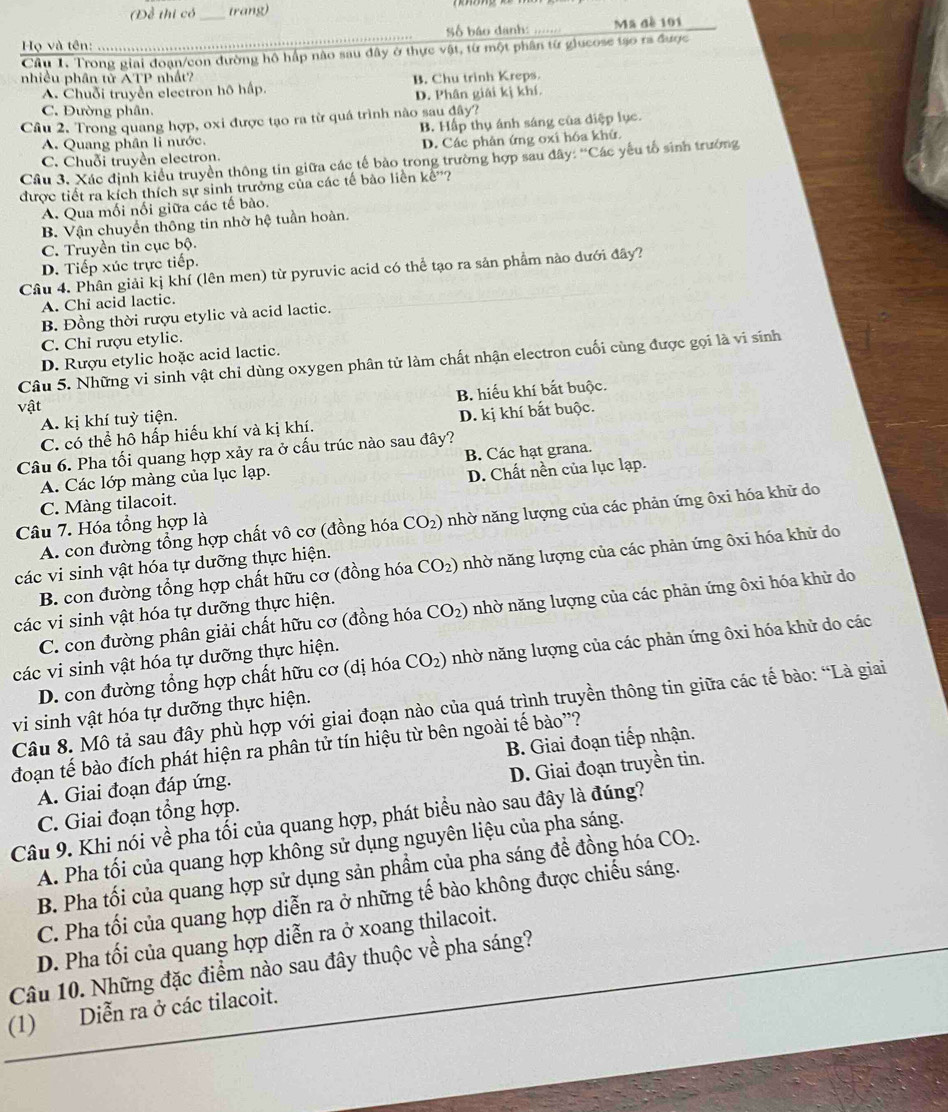 (Để thị có_ trang)
Số báo danh: Mã đề 101
Họ và tên: ........
Cầu 1. Trong giai đoạn/con đường hô hấp nào sau đây ở thực vật, từ một phân từ glucose tạo ra được
nhiều phân tử ATP nhất?
A. Chuỗi truyền electron hộ hấp. B. Chu trinh Kreps.
D. Phân giải kị khí.
C. Đường phân.
Câu 2. Trong quang hợp, oxi được tạo ra từ quá trình nào sau đây?
B. Hấp thụ ánh sáng của điệp lục.
A. Quang phân li nước.
D. Các phản ứng oxi hóa khứ
C. Chuỗi truyền electron.
Câu 3. Xác định kiểu truyền thông tin giữa các tế bào trong trường hợp sau đây: ''Các yếu tố sinh trưởng
được tiết ra kích thích sự sinh trưởng của các tế bảo liền kể''?
A. Qua mối nối giữa các tế bào.
B. Vận chuyển thông tin nhờ hệ tuần hoàn.
C. Truyền tin cục bộ.
D. Tiếp xúc trực tiếp.
Câu 4. Phân giải kị khí (lên men) từ pyruvic acid có thể tạo ra sản phẩm nào dưới đây?
A. Chi acid lactic.
B. Đồng thời rượu etylic và acid lactic.
C. Chỉ rượu etylic.
D. Rượu etylic hoặc acid lactic.
Câu 5. Những vi sinh vật chỉ dùng oxygen phân tử làm chất nhận electron cuối cùng được gọi là vi sinh
A. kị khí tuỳ tiện. B. hiếu khí bắt buộc.
vật
C. có thể hồ hấp hiếu khí và kị khí. D. kị khí bắt buộc.
Câu 6. Pha tối quang hợp xảy ra ở cấu trúc nào sau đây?
A. Các lớp màng của lục lạp. B. Các hạt grana.
C. Màng tilacoit. D. Chất nền của lục lạp.
A. con đường tổng hợp chất vô cơ (đồng hóa CO_2) nhờ năng lượng của các phản ứng ôxi hóa khữ do
Câu 7. Hóa tổng hợp là
B. con đường tổng hợp chất hữu cơ (đồng hóa CO_2) nhờ năng lượng của các phản ứng ôxi hóa khử do
các vi sinh vật hóa tự dưỡng thực hiện.
C. con đường phân giải chất hữu cơ (đồng hóa CO_2) nhờ năng lượng của các phản ứng ôxi hóa khử do
các vi sinh vật hóa tự dưỡng thực hiện.
D. con đường tổng hợp chất hữu cơ (dị hóa CO_2) nhờ năng lượng của các phản ứng ôxi hóa khử do các
các vi sinh vật hóa tự dưỡng thực hiện.
Câu 8. Mô tả sau đây phù hợp với giai đoạn nào của quá trình truyền thông tin giữa các tế bào: “Là giai
vi sinh vật hóa tự dưỡng thực hiện.
đoạn tế bào đích phát hiện ra phân tử tín hiệu từ bên ngoài tế bào'?
A. Giai đoạn đáp ứng. B. Giai đoạn tiếp nhận.
C. Giai đoạn tổng hợp. D. Giai đoạn truyền tin.
Câu 9. Khi nói về pha tối của quang hợp, phát biểu nào sau đây là đúng?
A. Pha tối của quang hợp không sử dụng nguyên liệu của pha sáng.
B. Pha tối của quang hợp sử dụng sản phẩm của pha sáng để đồng hóa CO_2.
C. Pha tối của quang hợp diễn ra ở những tế bào không được chiếu sáng.
D. Pha tối của quang hợp diễn ra ở xoang thilacoit.
Câu 10. Những đặc điểm nào sau đây thuộc về pha sáng?
(1) Diễn ra ở các tilacoit.