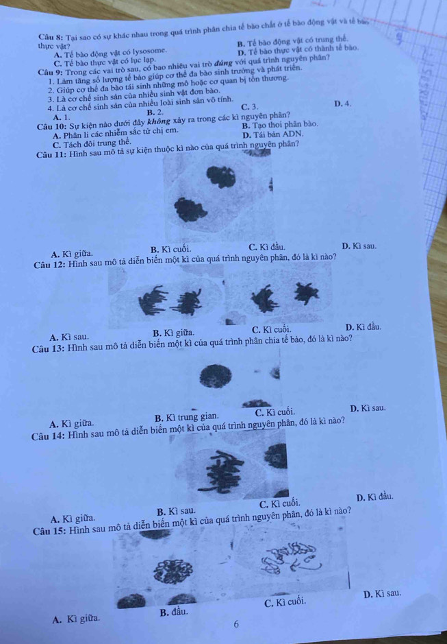 Tại sao có sự khác nhau trong quá trình phân chia tế bão chất ở tế bào động vật và tế bao
thực vật? B. Tế bào động vật có trung thể.
A. Tế bào động vật có lysosome. D. Tế bào thực vật có thành tế bào.
C. Tế bào thực vật có lục lạp.
Cầu 9: Trong các vai trò sau, có bao nhiêu vai trò đúng với quá trình nguyên phân?
1. Làm tăng số lượng tế bào giúp cơ thể đa bào sinh trưởng và phát triển.
2. Giúp cơ thể đa bào tái sinh những mô hoặc cơ quan bị tôn thương.
3. Là cơ chế sinh sản của nhiều sinh vật đơn bào.
4. Là cơ chế sinh sản của nhiều loài sinh sản vô tính. C. 3.
A. 1. B. 2. D. 4.
Câu 10: Sự kiện nào dưới đây không xảy ra trong các kì nguyên phân?
A. Phân li các nhiễm sắc tử chị em. B. Tạo thoi phân bào.
C. Tách đôi trung thể. D. Tái bản ADN.
Câu 11: Hình sau mô tả sự kiện thuộc kì nào của quá trình nguyên phân?
A. Kì giữa. B. Kì cuối. C. Kì đầu. D. Kì sau.
Câu 12: Hình sau mô tả diễn biến một kì của quá trình nguyên phân, đó là kì nào?
A. Kì sau.B. Kì giữa.. Kì đầu.
Câu 13: Hình sau mô tả diễn biến một kì của quá trình phân chia tế bảo, đó là kì nào?
A. Kì giữa. B. Kì trung gian. C. Kì cuối. D. Kì sau.
Câu 14: Hình sau mô tả diễn biến một kì của quá trình nguyên phân, đó là kì nào?
A. Kì giữa. B. Kì sau. C. Kì cu. D. Kì đầu.
Câu 15: Hình sau mô tả diễn biến một kì của quá trình nguyên phân, đó là kì nào?
A. Kì giữa. B C. Kì cuối. D. Kì sau.
6