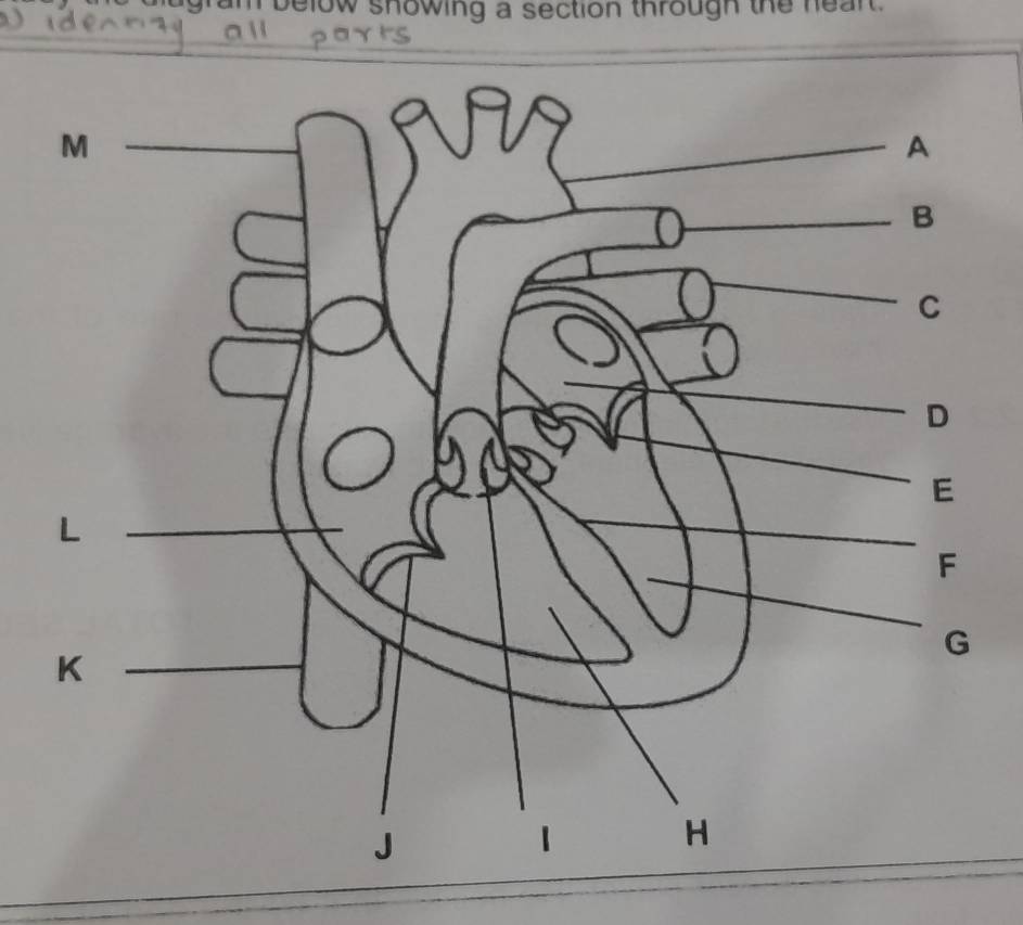 bugram below showing a section through the hear .
M
A 
B 
C 
D 
E
L
F
G
K
H