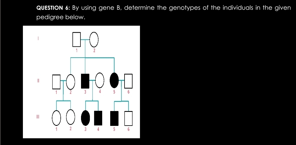 By using gene B, determine the genotypes of the individuals in the given 
pedigree below. 
Ⅱ