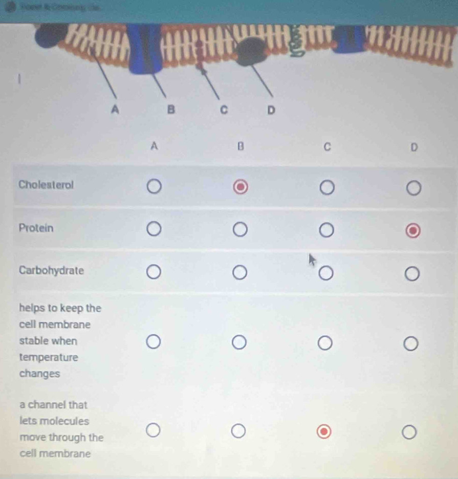 oeet in Combg ca
A
B
C
D
Cholesterol
Protein
Carbohydrate
helps to keep the
cell membrane
stable when
temperature
changes
a channel that
lets molecules
move through the
cell membrane