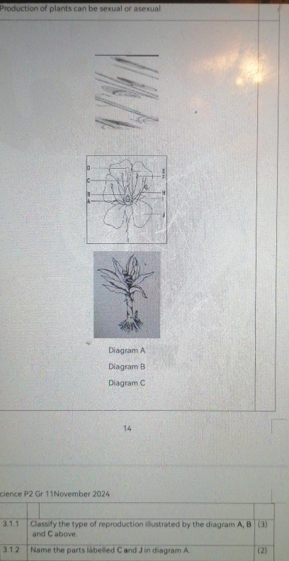 Production of plants can be sexual or asexual 
Diagram A 
Diagram B 
Diagram C 
14 
cience P2 Gr 11November 2024