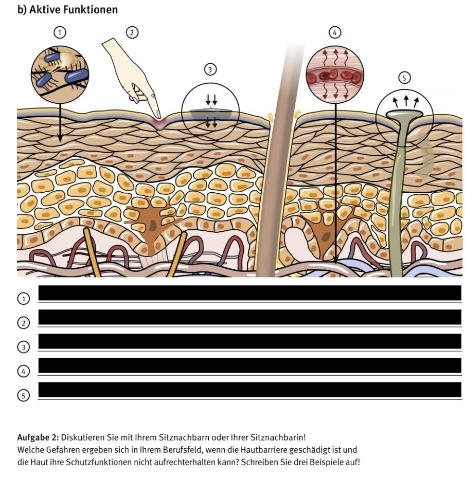 Aktive Funktionen 
① 
_ 
2 
_ 
3 
_ 
_ 
4 
_ 
5 
Aufgabe 2: Diskutieren Sie mit Ihrem Sitznachbarn oder Ihrer Sitznachbarin! 
Welche Gefahren ergeben sich in Ihrem Berufsfeld, wenn die Hautbarriere geschädigt ist und 
die Haut ihre Schutzfunktionen nicht aufrechterhalten kann? Schreiben Sie drei Beispiele auf!