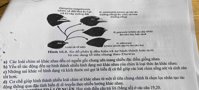 (chim sẻ đất lớn) ăn hạt Geospiza magnirostris G. conirostris (chim sẻ lớn ăn
rơi từ cây xuống đất xương rồng) ăn chối và hoa xương rồng
G. porvula (chim sẻ cây nhỏ) ăn sâu bọ, hạt, quả
Loài sẻ tổ tiên (chim chích xanh) ăn sâu bọ Golívacea
Hình 16.3. Sơ đồ phân lị dầu hiệu và sự hình thành loài mới
từ các đạng tổ tiên chung theo Darwin
a) Các loài chim sẻ khác nhau đều có nguồn gốc chung nên mang nhiều đặc điểm giống nhau.
b) Yếu tố tác động đến sự hình thành nhiều hình dạng mỏ khác nhau của chim là loại thức ăn khác nhau.
c) Những sai khác về hình dạng và kích thước mỏ gọi là biển dị cá thể giúp các loài chim sống sót và sinh sản
tốt hơn:
d) Cơ chế giúp hình thành nhiều loài chim sẻ khác nhau từ một tổ tiên chung chính là chọn lọc nhân tạo tác
động thông qua đặc tính biến dị di truyền theo nhiều hướng khác nhau.
TỞi NGẢN. Học sinh điền cầu trả lời (bằng số) ở các câu 19, 20.