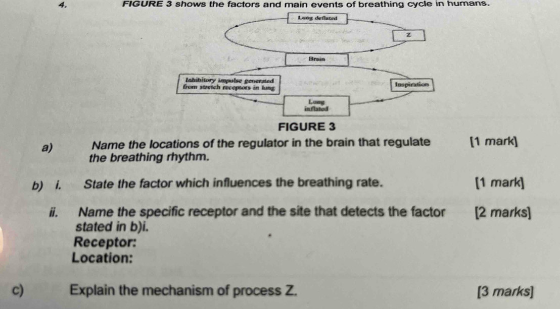 FIGURE 3 shows the factors and main events of breathing cycle in humans. 
a) Name the locations of the regulator in the brain that regulate [1 mark] 
the breathing rhythm. 
b) i. State the factor which influences the breathing rate. [1 mark] 
ii. Name the specific receptor and the site that detects the factor [2 marks] 
stated in b)i. 
Receptor: 
Location: 
c) Explain the mechanism of process Z. [3 marks]